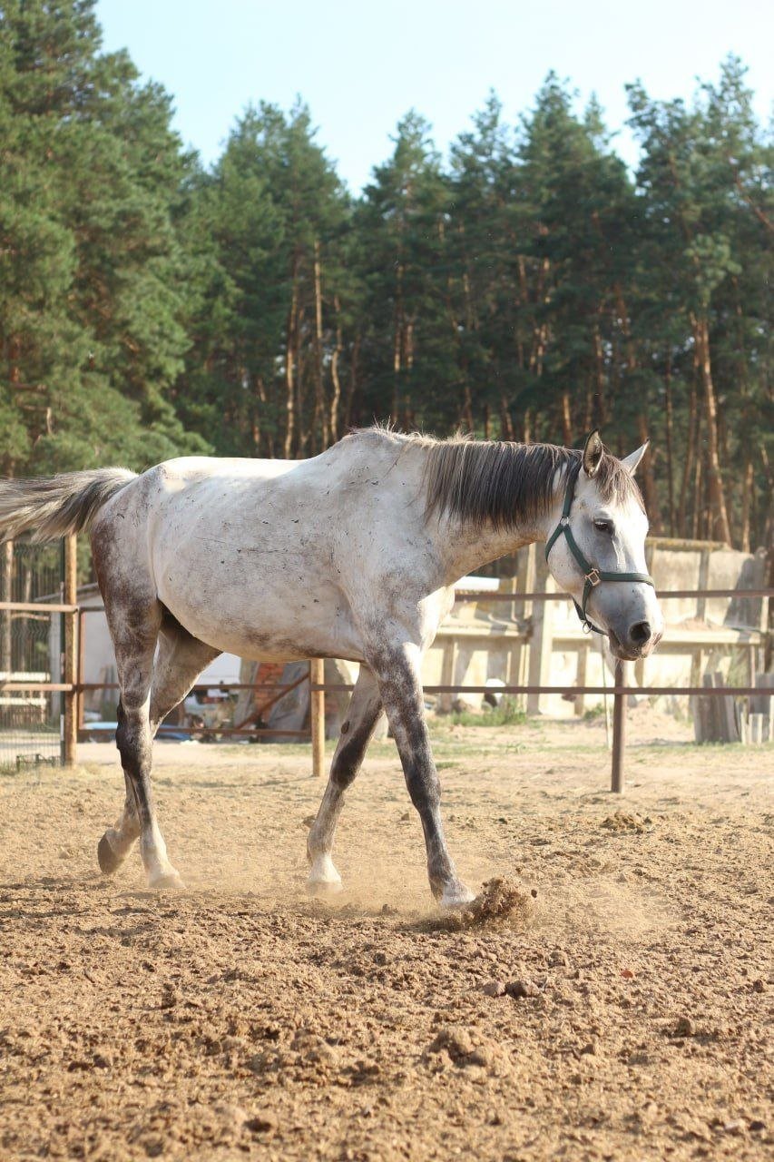 Фото коня