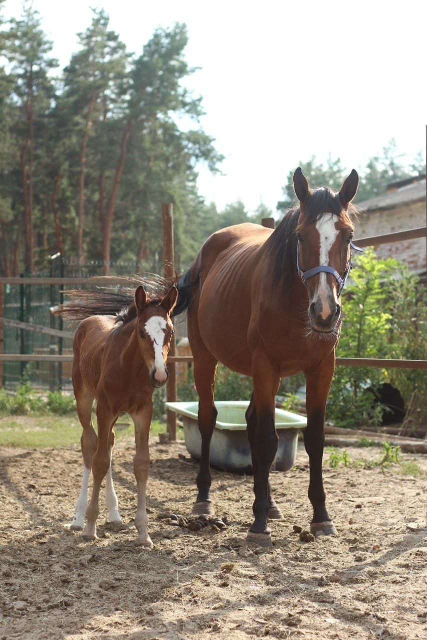 Фото коня